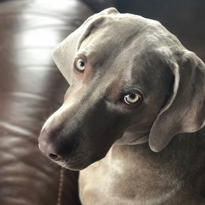 Meet your Posher, Dean